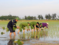 Những chiến sĩ công an hăng hái xuống đồng giúp dân cấy lúa