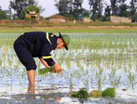 Những chiến sĩ công an hăng hái xuống đồng giúp dân cấy lúa