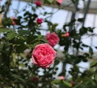 Khám phá khu vườn 