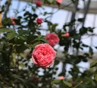 Khám phá khu vườn 