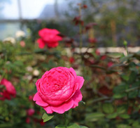 Khám phá khu vườn 