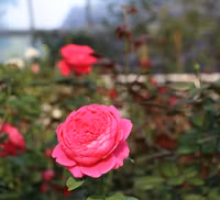 Khám phá khu vườn 