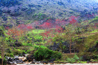 Thắp sáng cao nguyên đá bằng một màu hoa gạo