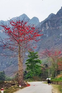 Thắp sáng cao nguyên đá bằng một màu hoa gạo