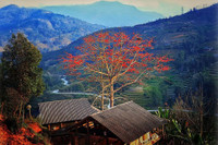 Thắp sáng cao nguyên đá bằng một màu hoa gạo