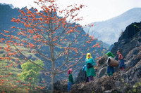 Thắp sáng cao nguyên đá bằng một màu hoa gạo