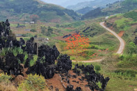 Thắp sáng cao nguyên đá bằng một màu hoa gạo