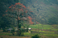Thắp sáng cao nguyên đá bằng một màu hoa gạo