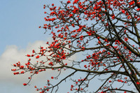 Thắp sáng cao nguyên đá bằng một màu hoa gạo