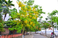 Sắc màu hồ Tây