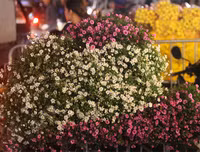 Chợ hoa Quảng An tấp nập dịp 20-10 với nhiều loại hoa lạ