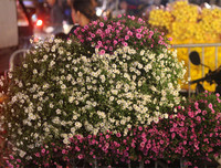 Chợ hoa Quảng An tấp nập dịp 20-10 với nhiều loại hoa lạ