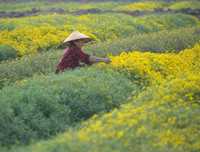 Giới trẻ Hà thành rạng rỡ ‘check in’ tại cánh đồng hoa cúc chi