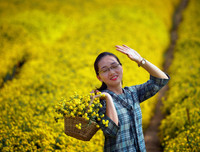 Giới trẻ Hà thành rạng rỡ ‘check in’ tại cánh đồng hoa cúc chi