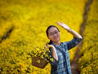 Giới trẻ Hà thành rạng rỡ ‘check in’ tại cánh đồng hoa cúc chi