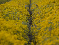 Giới trẻ Hà thành rạng rỡ ‘check in’ tại cánh đồng hoa cúc chi