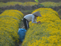 Giới trẻ Hà thành rạng rỡ ‘check in’ tại cánh đồng hoa cúc chi