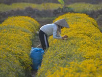 Giới trẻ Hà thành rạng rỡ ‘check in’ tại cánh đồng hoa cúc chi