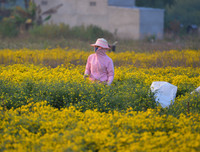 Giới trẻ Hà thành rạng rỡ ‘check in’ tại cánh đồng hoa cúc chi