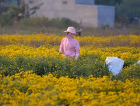 Giới trẻ Hà thành rạng rỡ ‘check in’ tại cánh đồng hoa cúc chi