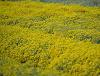 Giới trẻ Hà thành rạng rỡ ‘check in’ tại cánh đồng hoa cúc chi