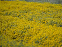 Giới trẻ Hà thành rạng rỡ ‘check in’ tại cánh đồng hoa cúc chi