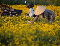 Giới trẻ Hà thành rạng rỡ ‘check in’ tại cánh đồng hoa cúc chi