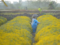 Giới trẻ Hà thành rạng rỡ ‘check in’ tại cánh đồng hoa cúc chi