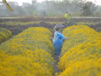 Giới trẻ Hà thành rạng rỡ ‘check in’ tại cánh đồng hoa cúc chi