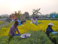 Giới trẻ Hà thành rạng rỡ ‘check in’ tại cánh đồng hoa cúc chi