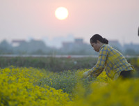 Giới trẻ Hà thành rạng rỡ ‘check in’ tại cánh đồng hoa cúc chi