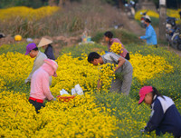 Giới trẻ Hà thành rạng rỡ ‘check in’ tại cánh đồng hoa cúc chi
