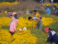 Giới trẻ Hà thành rạng rỡ ‘check in’ tại cánh đồng hoa cúc chi