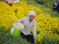 Giới trẻ Hà thành rạng rỡ ‘check in’ tại cánh đồng hoa cúc chi