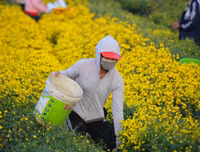 Giới trẻ Hà thành rạng rỡ ‘check in’ tại cánh đồng hoa cúc chi