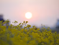 Giới trẻ Hà thành rạng rỡ ‘check in’ tại cánh đồng hoa cúc chi