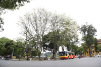 Hà Nội đẹp dịu dàng mùa hoa tháng 3