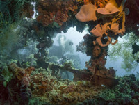 [Ảnh] Khám phá những bí mật thú vị dưới đáy đại dương