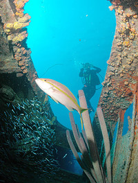 [Ảnh] Khám phá những bí mật thú vị dưới đáy đại dương