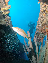 [Ảnh] Khám phá những bí mật thú vị dưới đáy đại dương