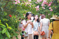 Những điểm check in với hoa tường vi ở Hà Nội