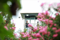 Những điểm check in với hoa tường vi ở Hà Nội