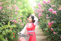 Những điểm check in với hoa tường vi ở Hà Nội