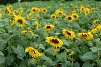 Hơn 2.000 mét vuông hoa hướng dương rực rỡ Hoàng thành Thăng Long