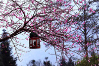 Lạc giữa thiên đường hoa Tây Bắc trên cao nguyên Vân Hồ