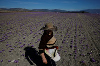 [ẢNH] Khám phá việc thu hoạch Saffron – 