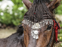 Thử thách lòng gan dạ, tranh tài ở Giải đua ngựa Bắc Hà 2018