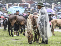 Thử thách lòng gan dạ, tranh tài ở Giải đua ngựa Bắc Hà 2018