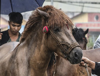 Thử thách lòng gan dạ, tranh tài ở Giải đua ngựa Bắc Hà 2018