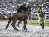 Thử thách lòng gan dạ, tranh tài ở Giải đua ngựa Bắc Hà 2018